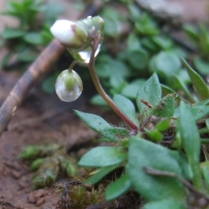 Photographie n°727712 du taxon Draba verna L. [1753]