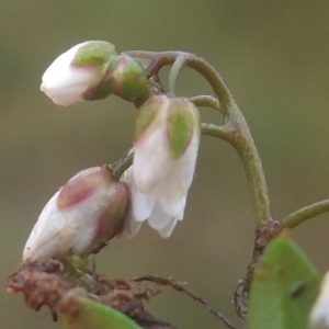 Photographie n°727714 du taxon Draba verna L. [1753]