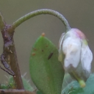 Photographie n°727715 du taxon Draba verna L. [1753]