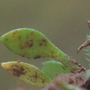 Photographie n°727717 du taxon Draba verna L. [1753]