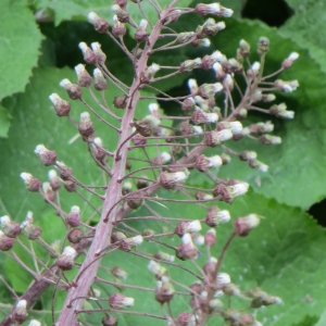 Photographie n°727754 du taxon Petasites hybridus (L.) G.Gaertn., B.Mey. & Scherb. [1801]