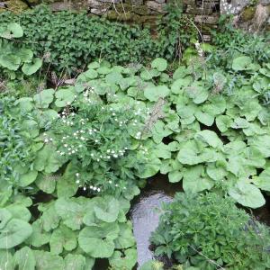 Photographie n°727755 du taxon Petasites hybridus (L.) G.Gaertn., B.Mey. & Scherb. [1801]