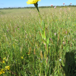 Photographie n°727759 du taxon Tragopogon pratensis L. [1753]