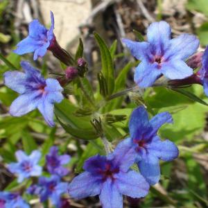 Photographie n°727763 du taxon Buglossoides purpurocaerulea (L.) I.M.Johnst. [1954]