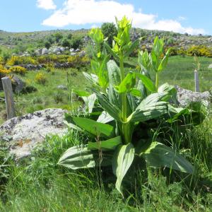 Photographie n°727773 du taxon Gentiana lutea L. [1753]