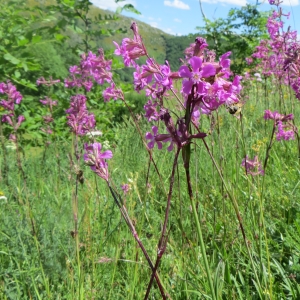 Photographie n°727781 du taxon Viscaria vulgaris Bernh. [1800]