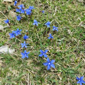 Photographie n°727814 du taxon Gentiana verna L. [1753]