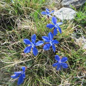 Photographie n°727824 du taxon Gentiana verna L. [1753]