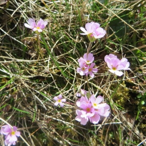 Photographie n°727836 du taxon Primula farinosa L. [1753]