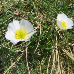 Photographie n°727839 du taxon Ranunculus pyrenaeus L. [1771]