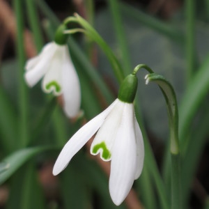 Photographie n°727844 du taxon Galanthus nivalis L. [1753]