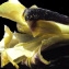  Liliane Roubaudi - Iris tuberosa L. [1753]