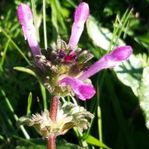 Photographie n°728012 du taxon Lamium amplexicaule L.