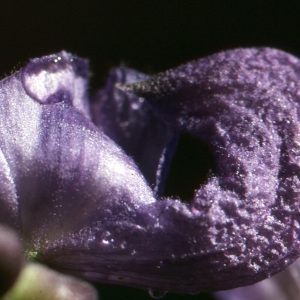 Photographie n°728029 du taxon Aconitum variegatum subsp. paniculatum (Arcang.) Negodi [1944]