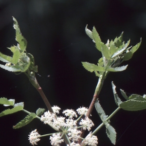 Photographie n°728036 du taxon Apium nodiflorum (L.) Lag. [1821]