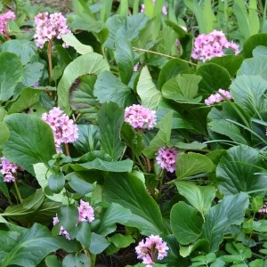 Photographie n°728069 du taxon Bergenia crassifolia (L.) Fritsch [1889]