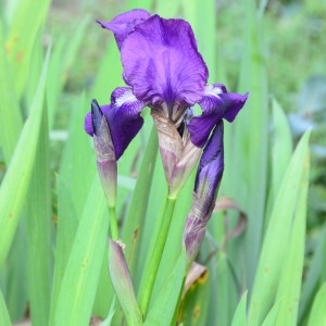 Photographie n°728070 du taxon Iris germanica L. [1753]