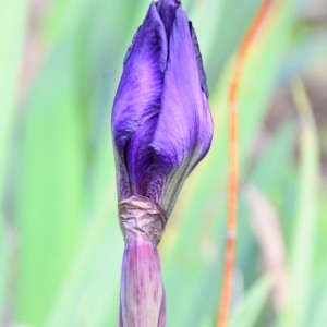 Photographie n°728071 du taxon Iris germanica L. [1753]