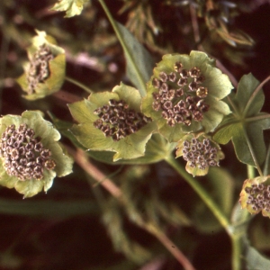 Photographie n°728221 du taxon Bupleurum stellatum L. [1753]