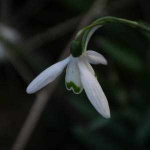 Photographie n°728234 du taxon Galanthus nivalis L. [1753]