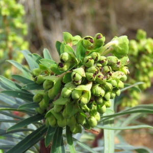 Photographie n°728493 du taxon Euphorbia characias L. [1753]