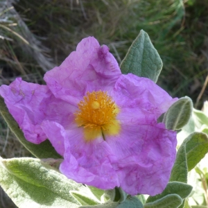 Photographie n°728607 du taxon Cistus albidus L. [1753]