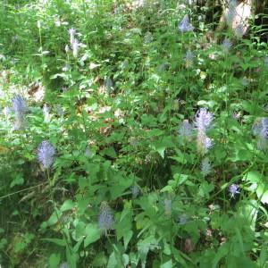 Photographie n°728645 du taxon Phyteuma spicatum L. [1753]