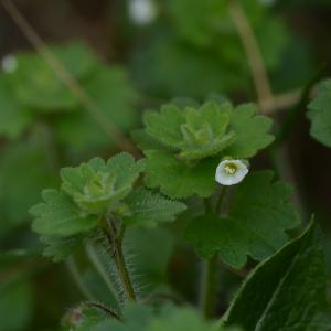 Photographie n°728703 du taxon Veronica cymbalaria Bodard [1798]