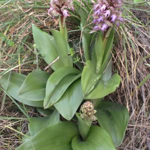 Photographie n°728727 du taxon Himantoglossum robertianum (Loisel.) P.Delforge