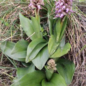 Photographie n°728728 du taxon Himantoglossum robertianum (Loisel.) P.Delforge