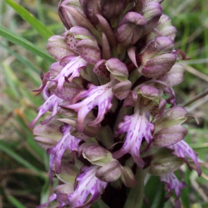 Photographie n°728729 du taxon Himantoglossum robertianum (Loisel.) P.Delforge