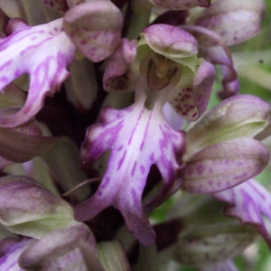 Photographie n°728731 du taxon Himantoglossum robertianum (Loisel.) P.Delforge