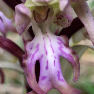 Photographie n°728732 du taxon Himantoglossum robertianum (Loisel.) P.Delforge