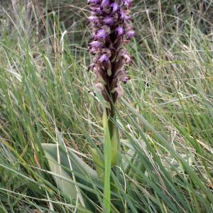 Photographie n°728733 du taxon Himantoglossum robertianum (Loisel.) P.Delforge