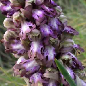 Photographie n°728736 du taxon Himantoglossum robertianum (Loisel.) P.Delforge