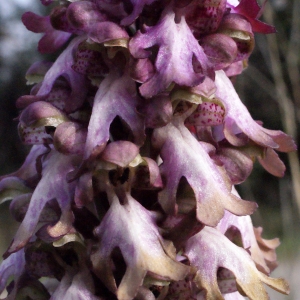 Photographie n°728737 du taxon Himantoglossum robertianum (Loisel.) P.Delforge