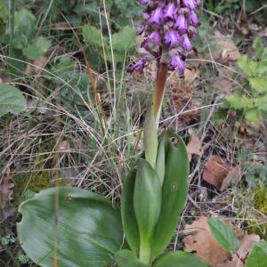 Photographie n°728738 du taxon Himantoglossum robertianum (Loisel.) P.Delforge