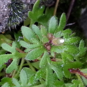 Photographie n°728785 du taxon Saxifraga tridactylites L. [1753]