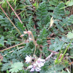 Photographie n°728811 du taxon Erodium cicutarium (L.) L'Hér. [1789]