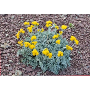 Senecio incanus subsp. italicus (Pers.) Arcang. (Séneçon de Persoon)