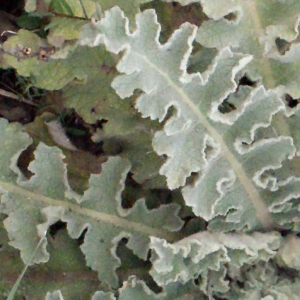 Photographie n°728831 du taxon Verbascum sinuatum L. [1753]