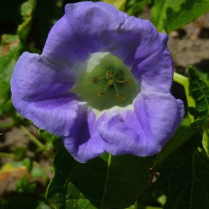 Photographie n°728835 du taxon Nicandra physalodes (L.) Gaertn. [1791]