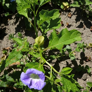 Photographie n°728836 du taxon Nicandra physalodes (L.) Gaertn. [1791]