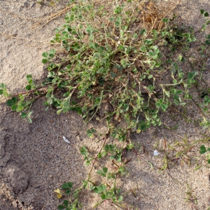 Photographie n°728877 du taxon Medicago littoralis Rohde ex Loisel. [1810]