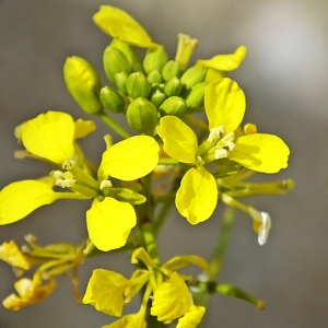 Photographie n°728966 du taxon Sinapis arvensis L. [1753]