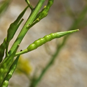 Photographie n°728968 du taxon Sinapis arvensis L. [1753]