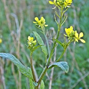 Photographie n°728975 du taxon Sinapis arvensis L. [1753]