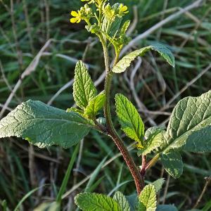 Photographie n°728976 du taxon Sinapis arvensis L. [1753]