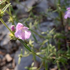 Photographie n°728998 du taxon Galeopsis angustifolia Ehrh. ex Hoffm. [1804]