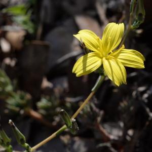Photographie n°729081 du taxon Lactuca viminea (L.) J.Presl & C.Presl [1819]